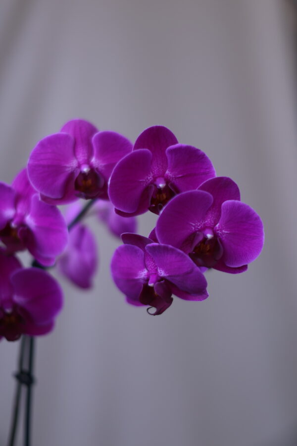 PURPLE OF PHAP 2
