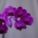 PURPLE OF PHAP 2