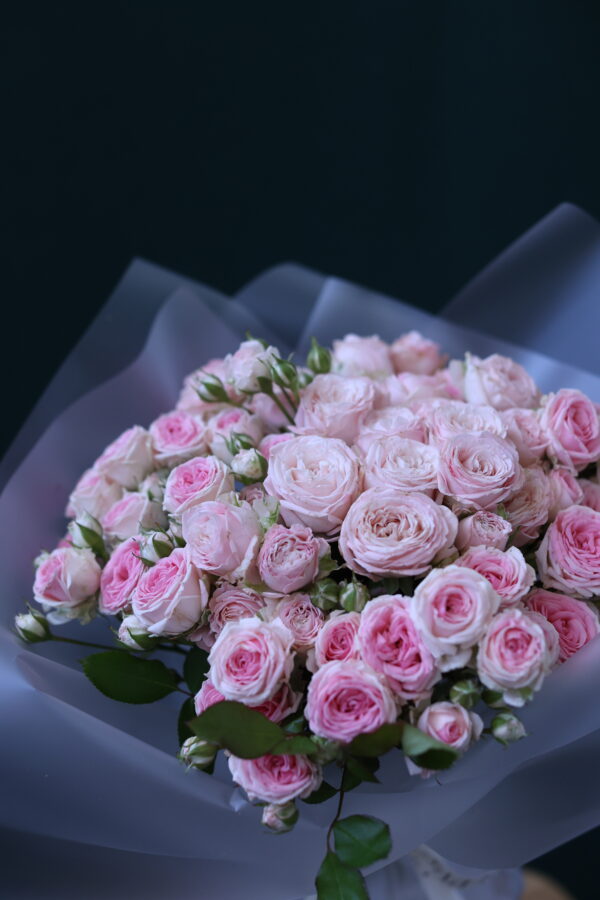 ROSA TROS 1 ROSA TROS 1