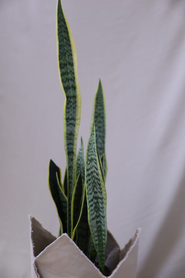 SANSEVERİA 3 SANSEVERİA 3