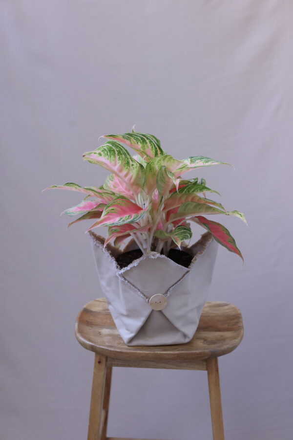 SPRİNG RED (1) SPRİNG RED (1)