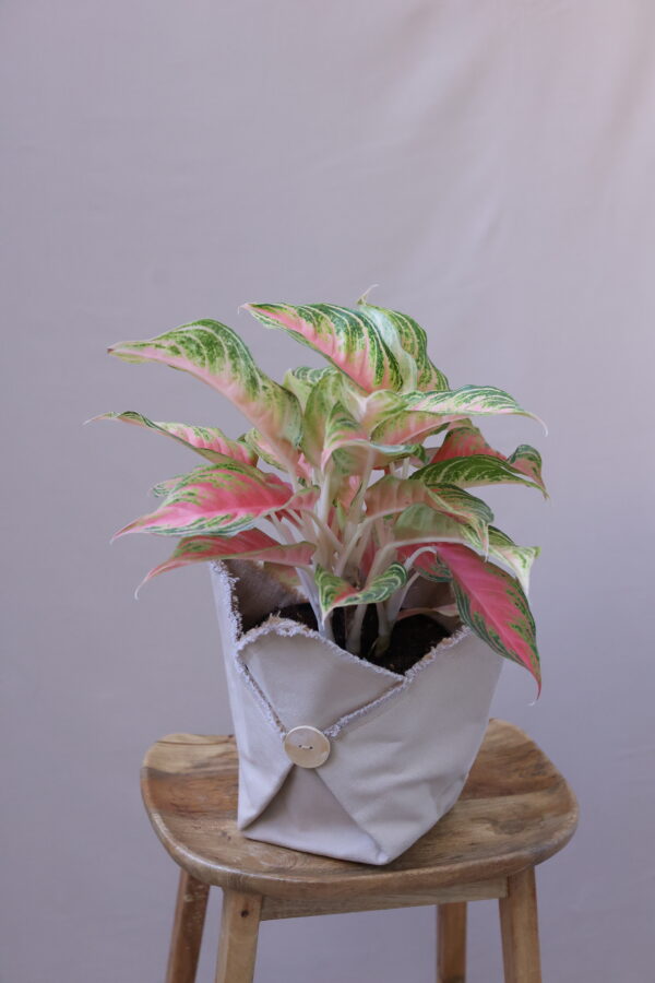 SPRİNG RED 4 SPRİNG RED 4