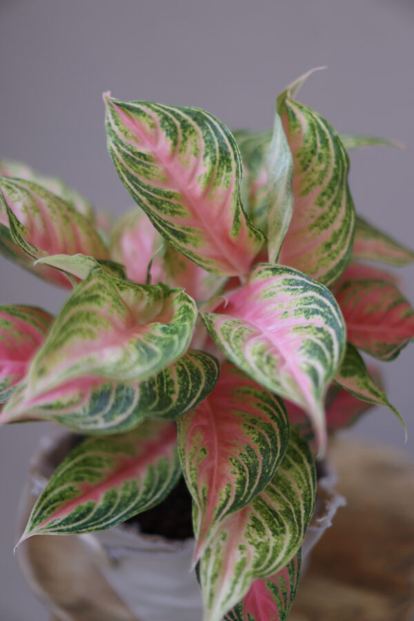 SPRİNG RED 6 SPRİNG RED 6