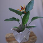 STARLİCE FLOWERS 5