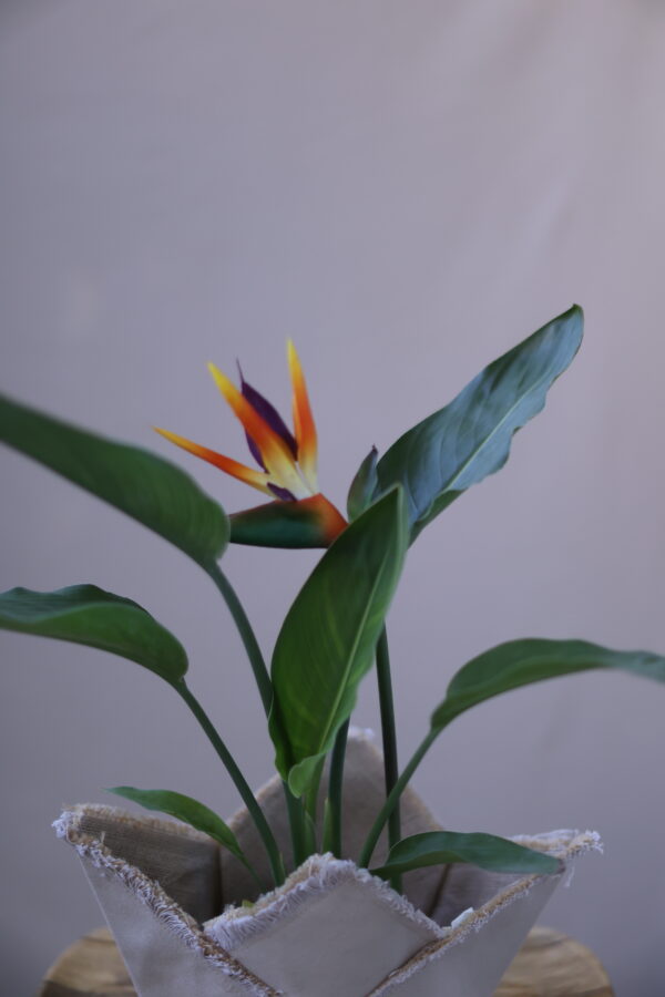 STARLİCE FLOWERS 6 STARLİCE FLOWERS 6