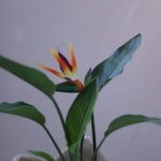 STARLİCE FLOWERS 6
