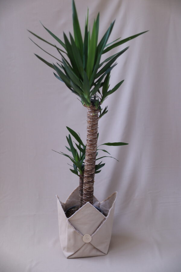 YUCCA 2