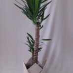 YUCCA 2
