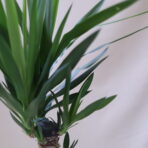 YUCCA 3