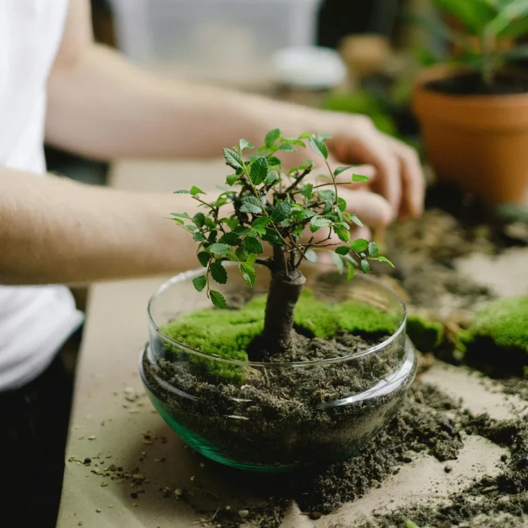 Bonsai Çiçek Nasıl Sulanır?